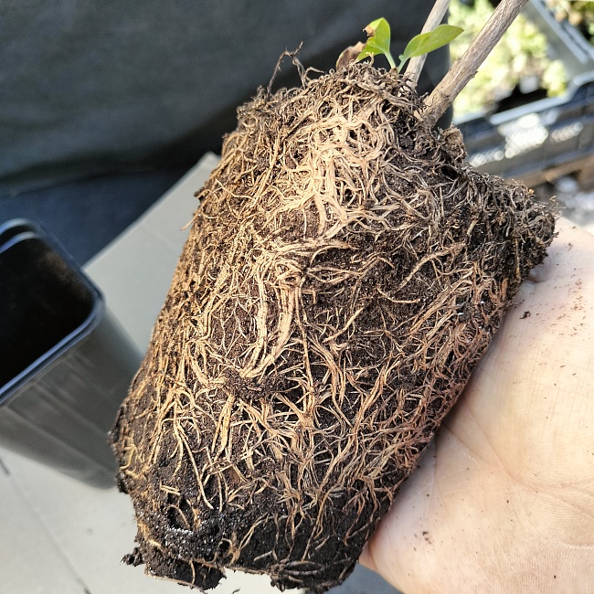 Сирень Адмирал Нахимов 1 шт Р9